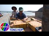 THVL | Ngư dân Quảng Ngãi trúng đậm lộc biển ngày Tết