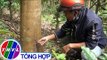 THVL | Hàng loạt cây cao su bị chết nghi do kẻ gian phá hoại ở Phú Yên
