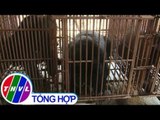 THVL | Nỗ lực chấm dứt tình trạng nuôi nhốt gấu lấy mật tại Hà Nội