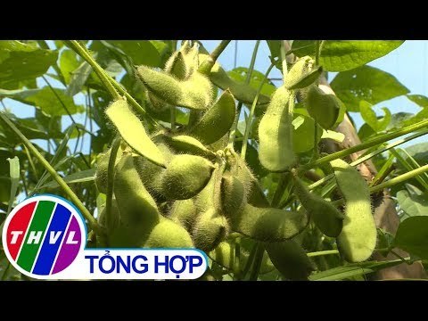 THVL | Nông nghiệp bền vững: Chuỗi GT đậu nành rau theo hướng hữu cơ cho vùng lúa - màu Vĩnh Long