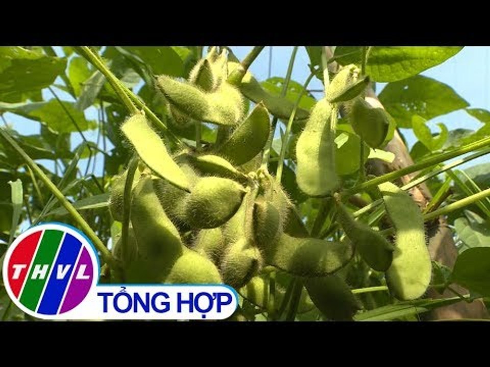 THVL | Nông nghiệp bền vững: Chuỗi GT đậu nành rau theo hướng hữu cơ cho vùng lúa - màu Vĩnh Long