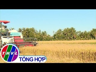 THVL | Khởi sắc thị trường tiêu thụ lúa gạo