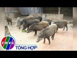 THVL | Phát hiện 2 đàn lợn rừng mắc dịch tả lợn Châu Phi
