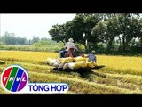 THVL | Chủ động triển khai các giải pháp tiêu thụ lúa gạo vụ Đông Xuân