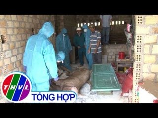 THVL | Bất cập trong phòng chống dịch lở mồm long móng tại Kon Tum