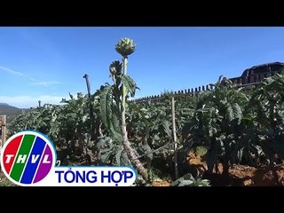 THVL | Lạ mắt với cây atisô làm kiểng chưng Tết