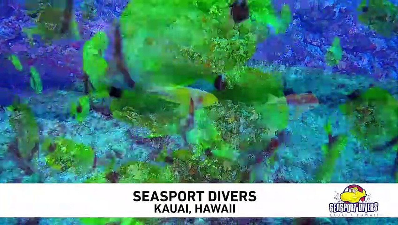 Seasport Divers Signature Dive at Lehua Rock