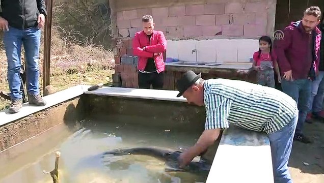 Oltayla 40 kilogramlık yayın balığı tuttu - DÜZCE