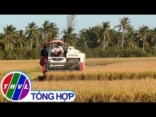 THVL | Chuyện hôm nay: Biến động thị trường lúa Đông Xuân