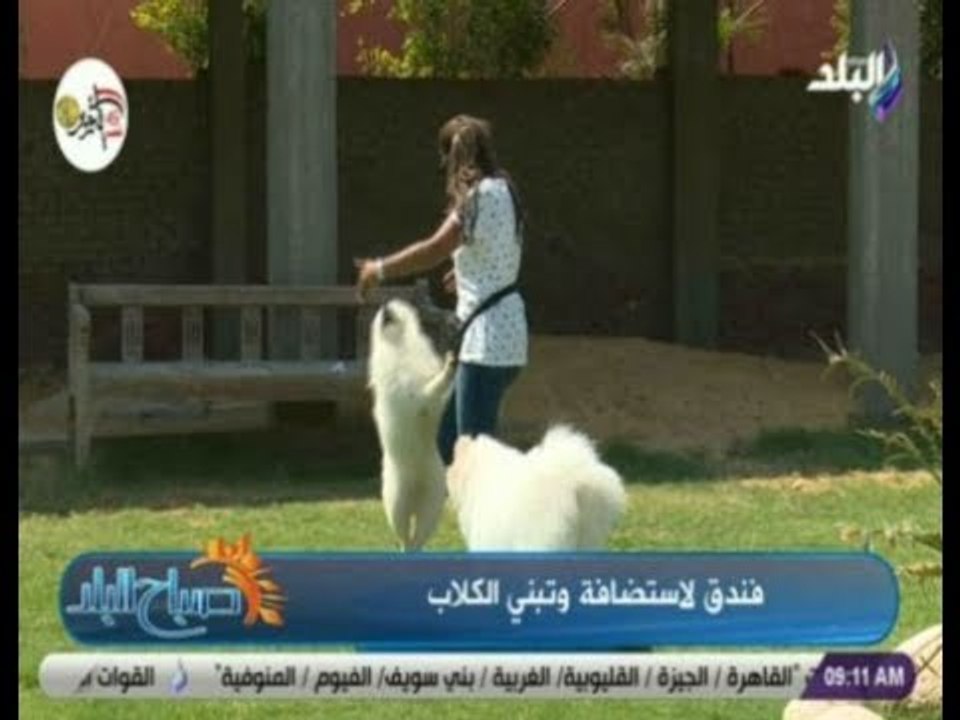 صباح البلد - «تعديل سلوك وتدريب الطاعه» .. اهم الخدمات المقدمة للكلاب في فنادق خاصة بهم