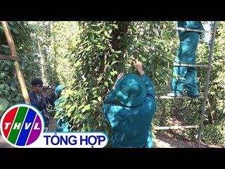 THVL | Hàng trăm cán bộ, công chức ở Bà Rịa – Vũng Tàu tình nguyện hái tiêu giúp nông dân