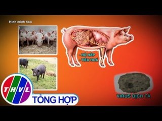 THVL | Dịch tả heo châu Phi đã vào Việt Nam