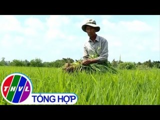 THVL | Bình Tân - Nông dân không nên trồng lúa vụ Xuân Hè và Hè Thu sớm để tránh hạn mặn