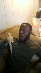 Gros lézard sur l'épaule, il devient fou et s'affole !
