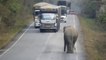 Un éléphant stoppe des camions pour leur voler de la canne à sucre... Bandit