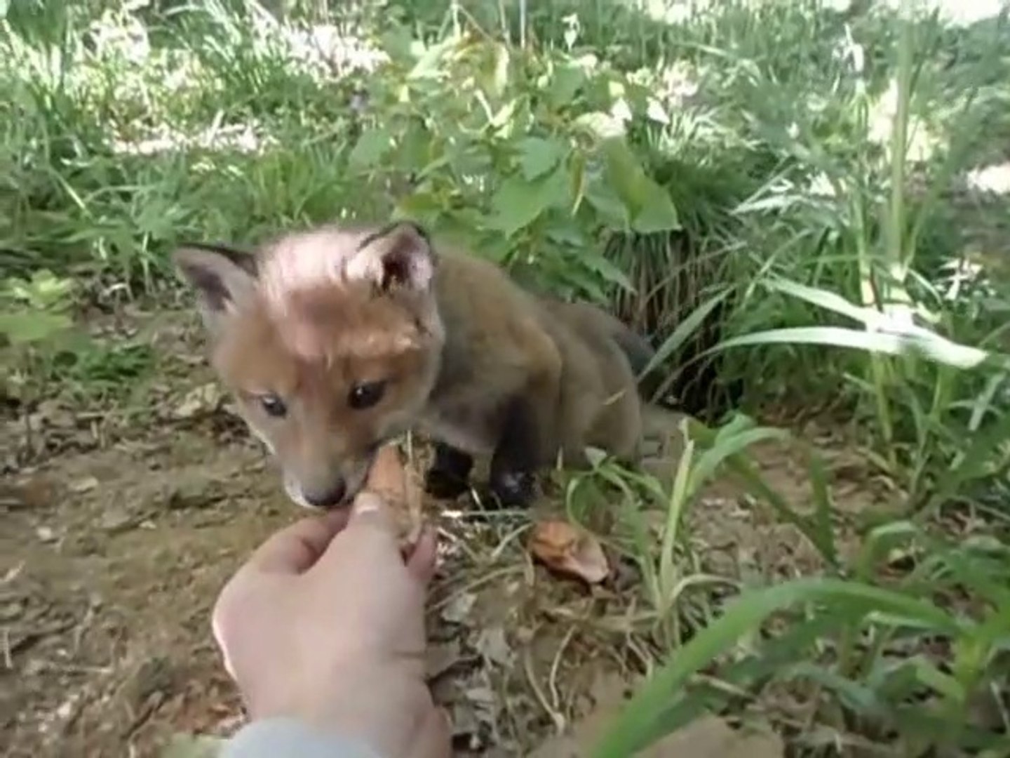 Il Nourrit Un Bebe Renard Pas Si Timide Que Ca Adorable Video Dailymotion