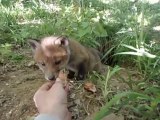 Il nourrit un bébé renard pas si timide que ça... Adorable