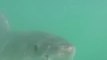 Un grand requin blanc menace un  plongeur ! Terrifiant