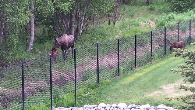 Un bébé élan séparé de sa maman par un grillage réussi à retrouver sa famille