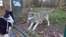 Un loup veut jouer avec un chien... Tellement mignon