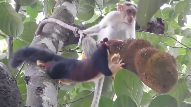 Un singe curieux vient embêter un écureuil qui mange