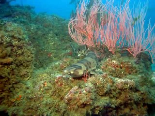 대전출장안마 -여대생！Ø1Øx2997b5327【문의톡DDR88】대전전지역출장마사지대전출장안마'대전출장마사지황형'출장안마'ぐけぉ출장오피'출장마사지'콜걸