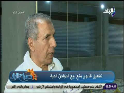 صباح البلد - تعرف علي مراحل تربية الدواجن مع رئيس قطاع التسمين بإحدى مزارع الدواجن