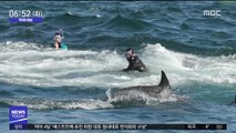 [투데이 영상] 세상에 이런 일이…잠수부를 삼킨 고래