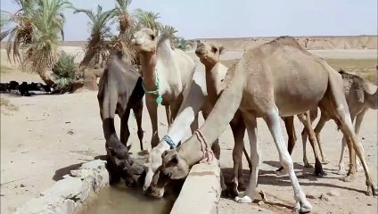 경산출장안마 -여대생！Ø7Øg8782a38ØØ{톡문의DKS798}경산전지역출장마사지경산출장안마'경산출장마사지황형'출장안마'√◎≪ '출장마사지'콜걸'출장마사지'콜걸