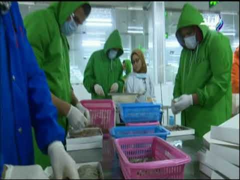 صدى البلد - كاميرا نظرة ترصد موسم حصاد السمك البلطي انتظرونا في حلقة خاصة مع الاعلامي حمدي رزق