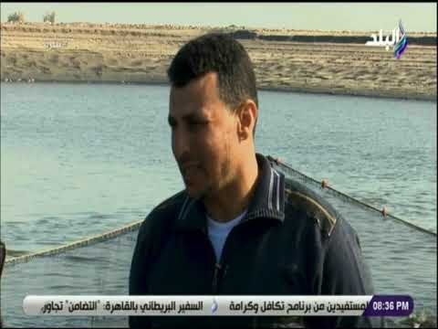 نظرة - مشرف صيادين فى بركة غليون: 20 الى 30 طن انتاج كل حوض من البلطى والبوري