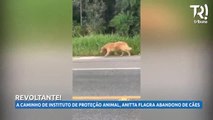A caminho do Instituto Luisa Mell, Anitta flagra abandono de cães