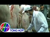 THVL | Phòng chống dịch tả heo Châu Phi từ lò giết mổ