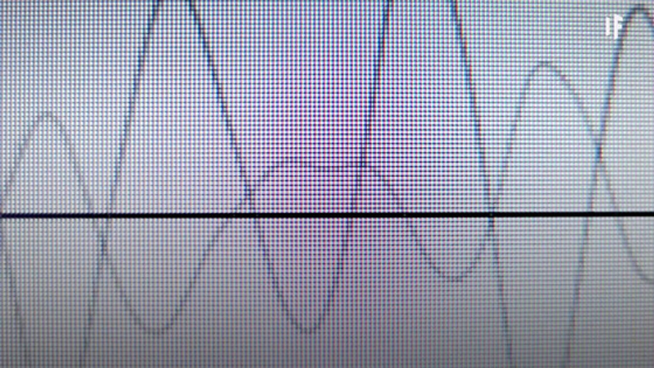 What If Bees Disappeared?