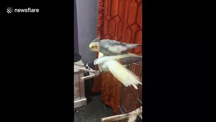 Pair of male cockatiels share very close bond