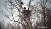 Nesting Bald Eagles gives a sign of hope Spring is near
