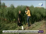 صباح البلد - تعرف علي طرق زراعة نبات البردي من قلب أكبر قرية لإنتاج البردي في العالم