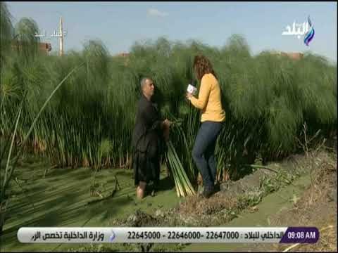 صباح البلد - القراموص بالشرقية..القرية الوحيدة فى العالم التى تزرع البردي وابنائها يعملون فى تصنيعه