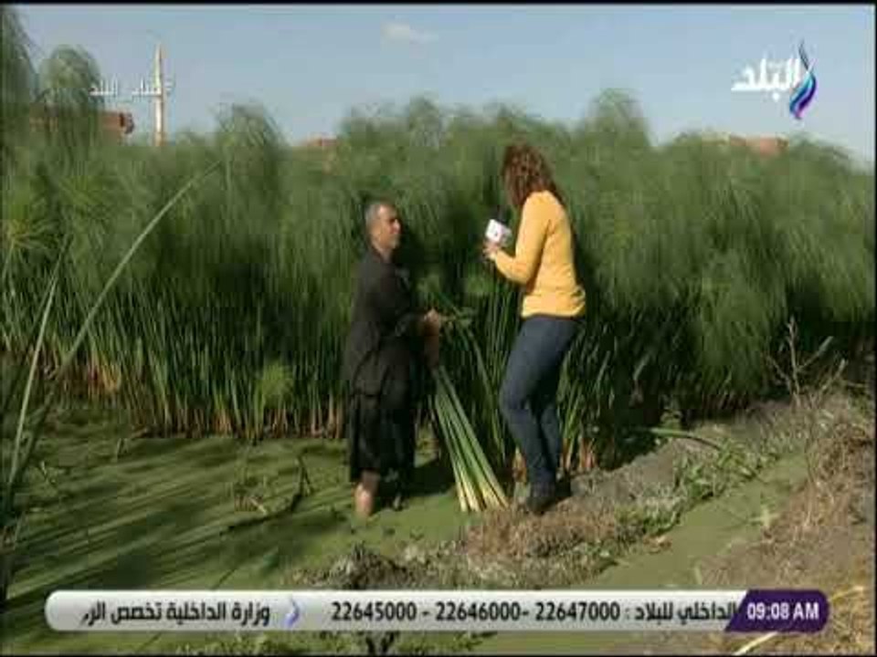 صباح البلد - القراموص بالشرقية..القرية الوحيدة فى العالم التى تزرع البردي وابنائها يعملون  فى تصنيعه