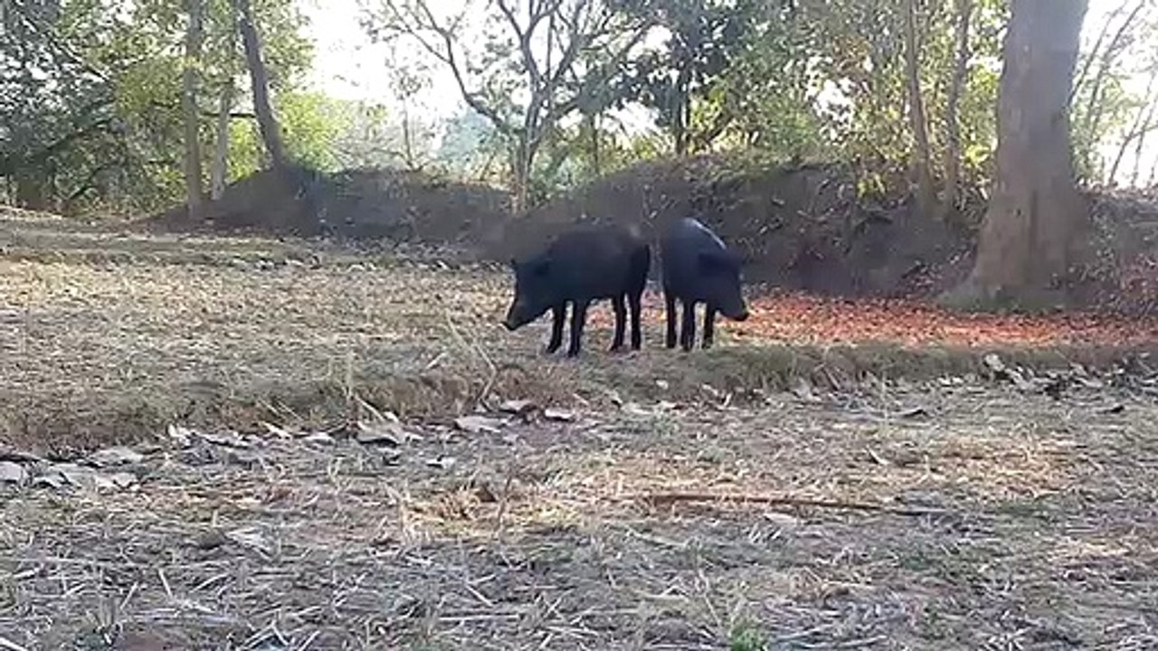 pigs video. vidéo de porc.