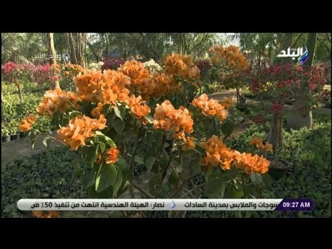 صباح البلد - نصائح مهمة عليك اتباعها قبل شراء نباتات الزينة