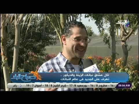 صباح البلد - لكل عشاق نباتات الزينة والديكور .. تعرف على الجديد فى عالم النباتات