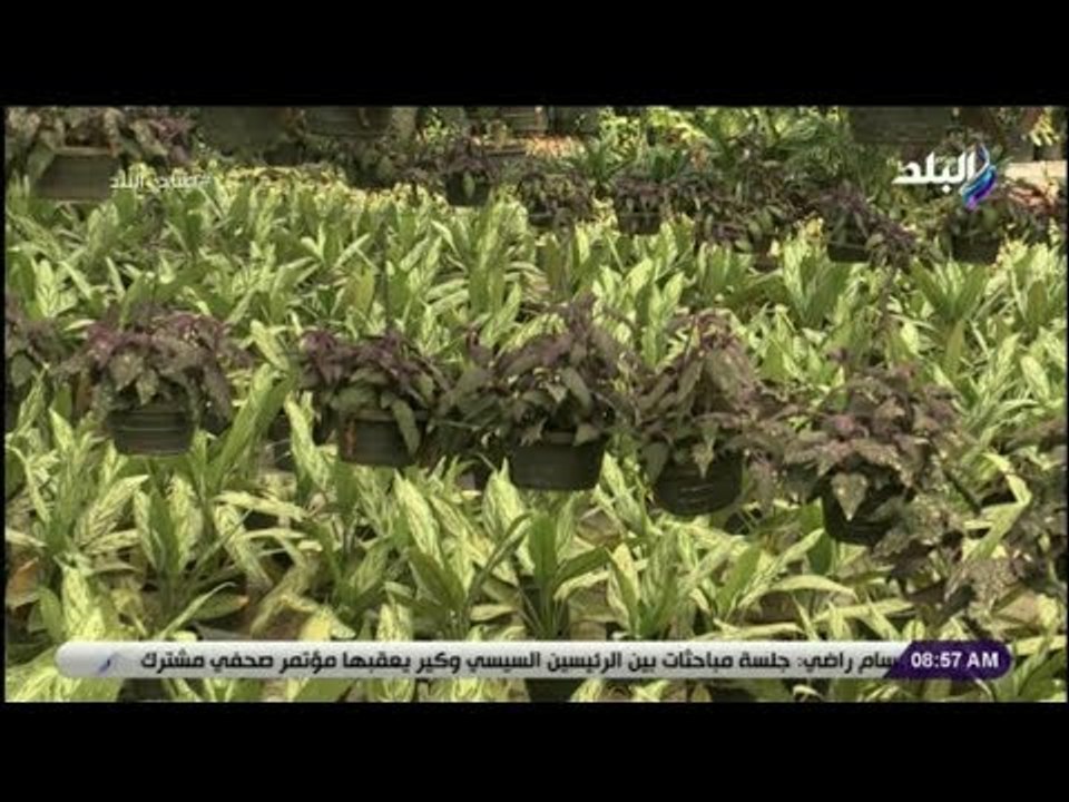 صباح البلد - لو عندك نباتات زينة فى البيت..تعرف على معلومات هامة عن ري وتسميد النباتات المنزلية