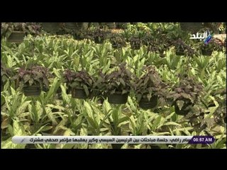 صباح البلد - لو عندك نباتات زينة فى البيت..تعرف على معلومات هامة عن ري وتسميد النباتات المنزلية