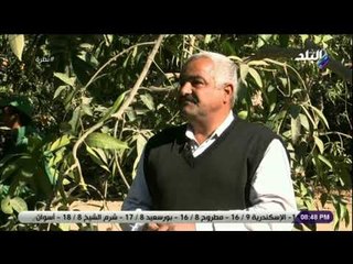 نظرة - مدير مزرعة: محصول البرتقال هذا العام ممتاز .. وهذا الفرق بين الشتوي والصيفي