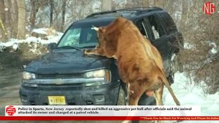 Bull Bullies Patrol Car And Owner Is Put To Death