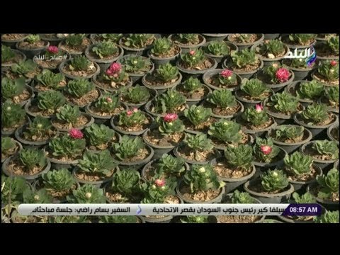 صباح البلد - أنواع «نباتات الزينة» التى تزرع داخل المنزل و التى تزرع فى الحدائق والمتنزهات