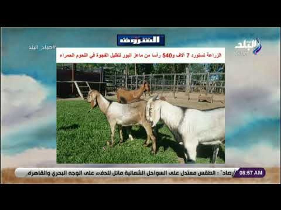 صباح البلد - الزراعة : استيراد 7 آلاف و540 رأسا من ماعز البور لتقليل الفجوة في اللحوم الحمراء