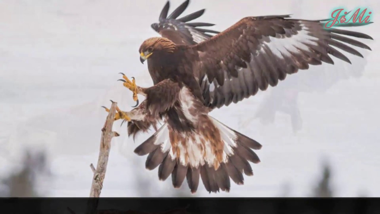 Đại Bàng Vàng Loài Chim Săn Mồi To Lớn Dũng Mãnh Của Bầu Trời