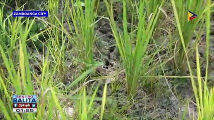 Mga magsasaka sa Region 9, nanawagan ng tulong mula sa pamahalaan